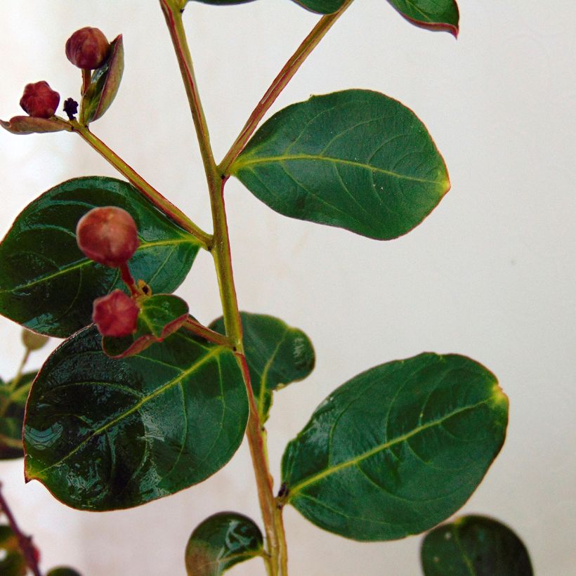 Chinesische Kräuselmyrte Violacea - Lagerstroemia (Foliage)