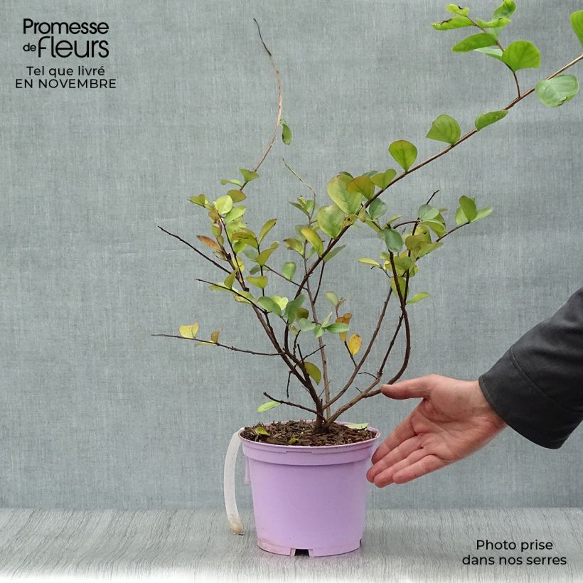 Example of Chinesische Kräuselmyrte Violacea - Lagerstroemia Topf mit 2L/3L as you get in automne