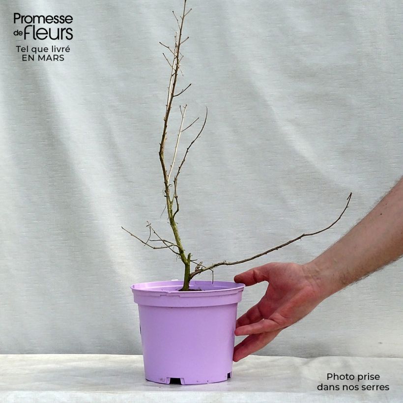 Exemplar von Chinesische Kräuselmyrte Violacea - Lagerstroemia Topf mit 2L/3L wie im Frühjahr geliefert