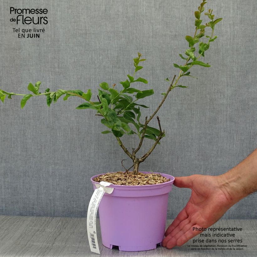 Exemplar von Chinesische Kräuselmyrte Violacea - Lagerstroemia Topf mit 2L/3L wie im Sommer geliefert