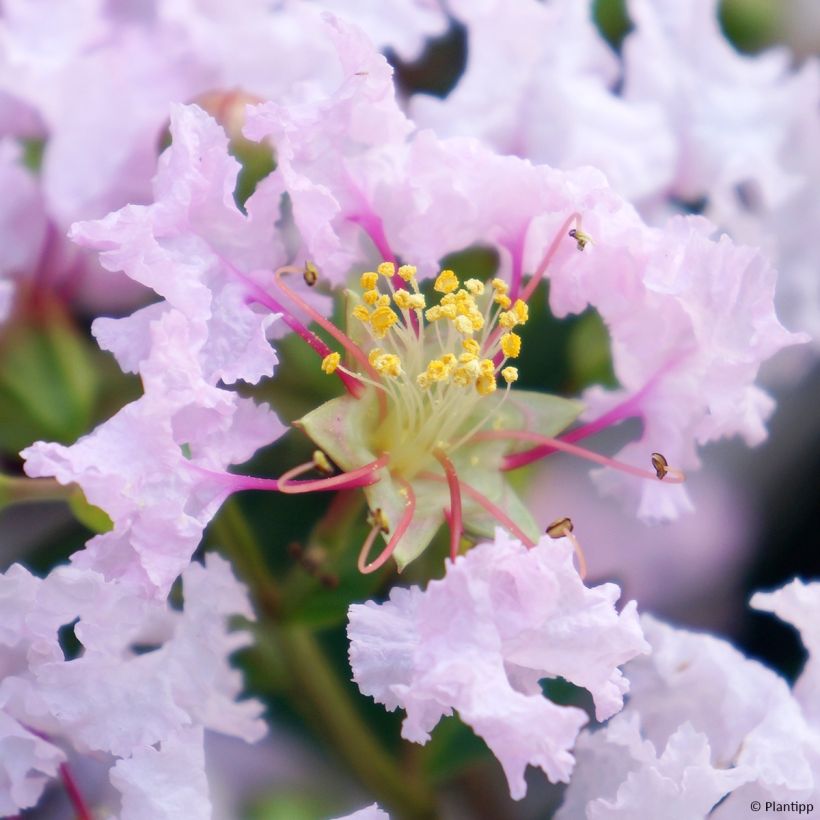 Chinesische Kräuselmyrte With Love Babe - Lagerstroemia (Flowering)
