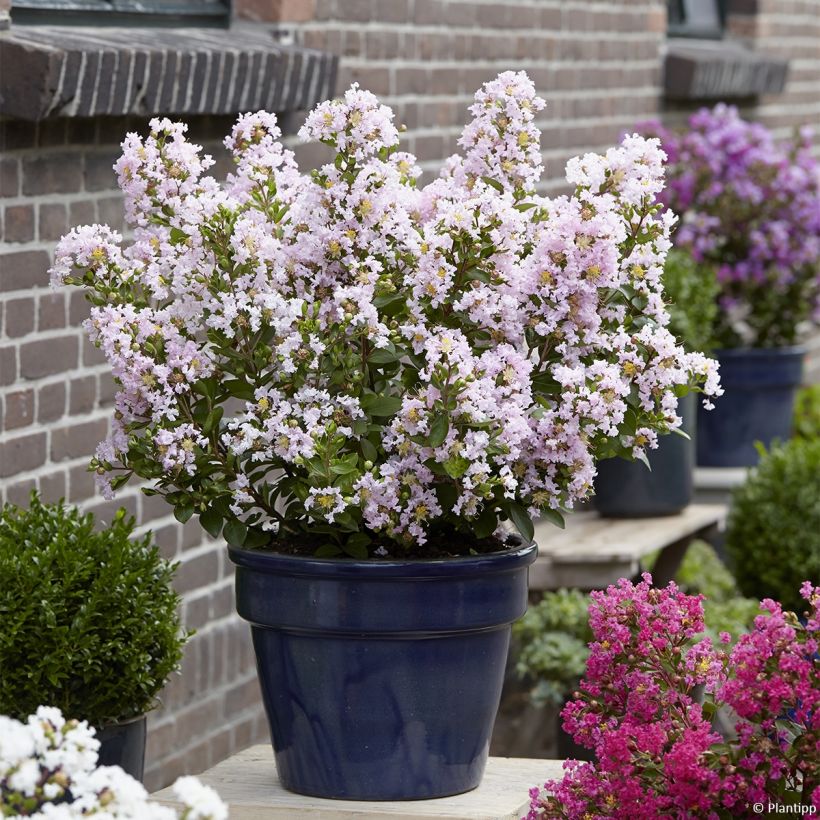 Chinesische Kräuselmyrte With Love Babe - Lagerstroemia (Plant habit)