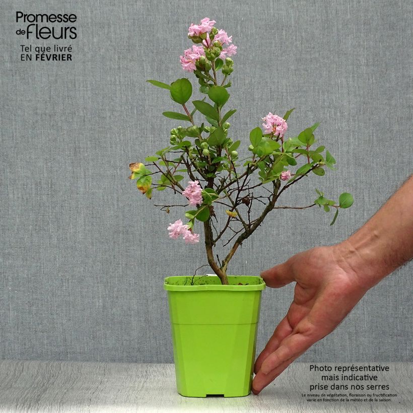 Example of Chinesische Kräuselmyrte With Love Babe - Lagerstroemia Topf mit 3L/4L as you get in automne