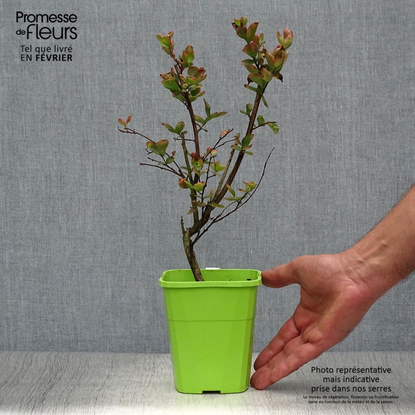 Example of Chinesische Kräuselmyrte With Love Eternal - Lagerstroemia Topf mit 3L/4L as you get in automne