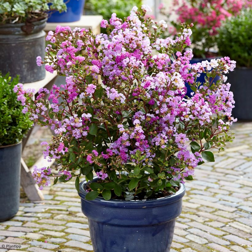 Chinesische Kräuselmyrte Eternal With Love - Lagerstroemia (Plant habit)