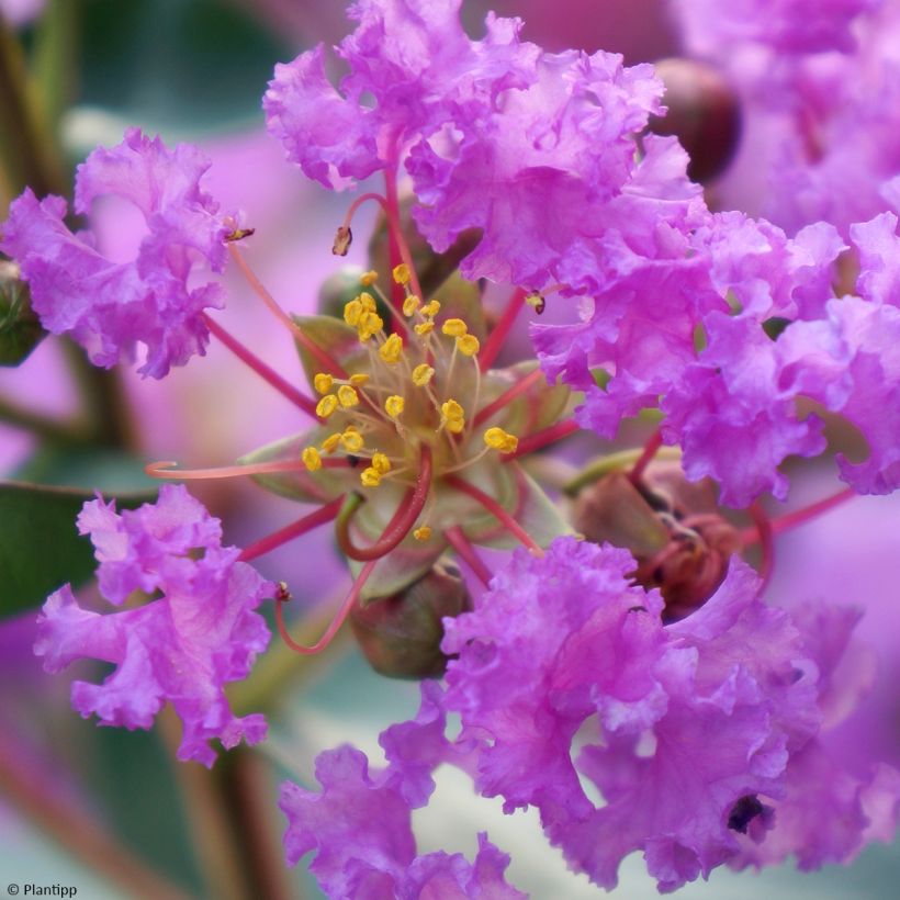 Chinesische Kräuselmyrte With Love Eternal - Lagerstroemia (Flowering)