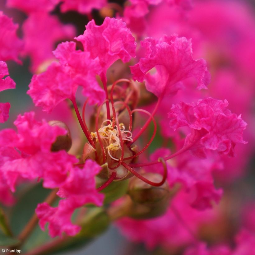 Chinesische Kräuselmyrte With Love Kiss - Lagerstroemia (Flowering)