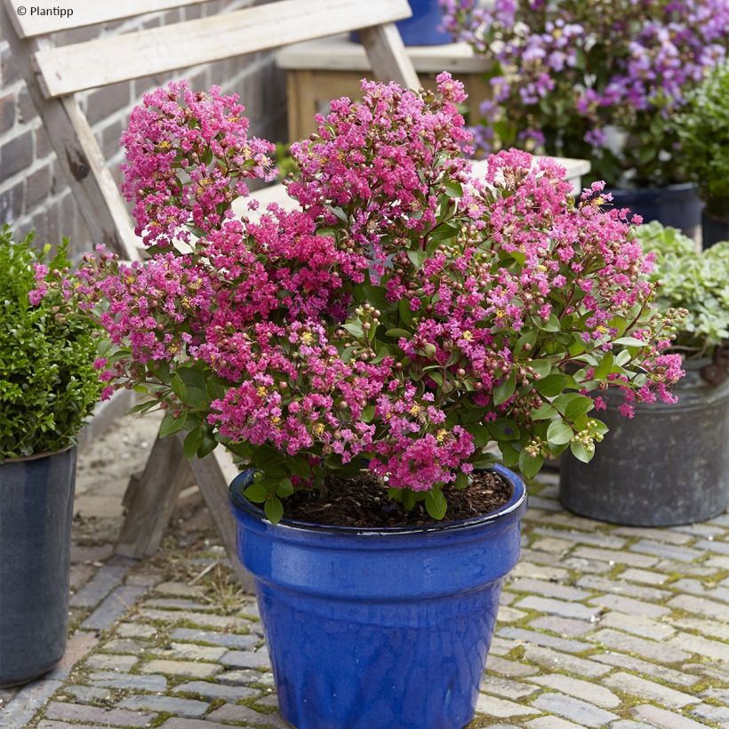 Chinesische Kräuselmyrte With Love Kiss - Lagerstroemia (Plant habit)