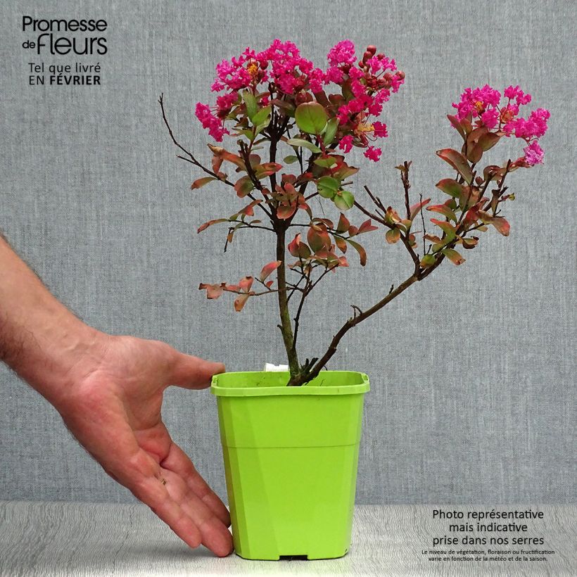 Example of Chinesische Kräuselmyrte With Love Kiss - Lagerstroemia Topf mit 3L/4L as you get in automne