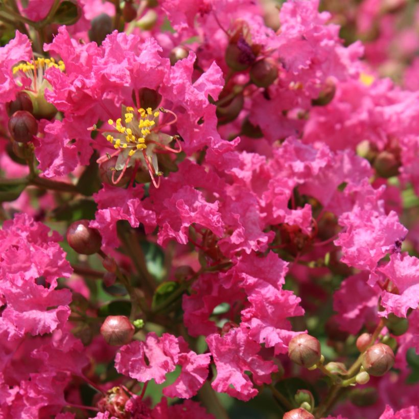 Chinesische Kräuselmyrte Yang Tse - Lagerstroemia (Flowering)