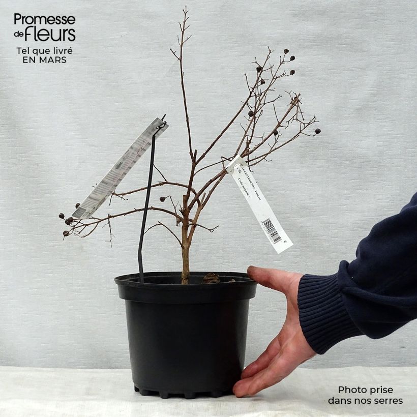 Exemplar von Chinesische Kräuselmyrte Yang Tse - Lagerstroemia Topf mit 3L/4L wie im Frühjahr geliefert