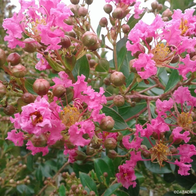 Chinesische Kräuselmyrte Mimie Rose - Lagerstroemia indica  (Blüte)