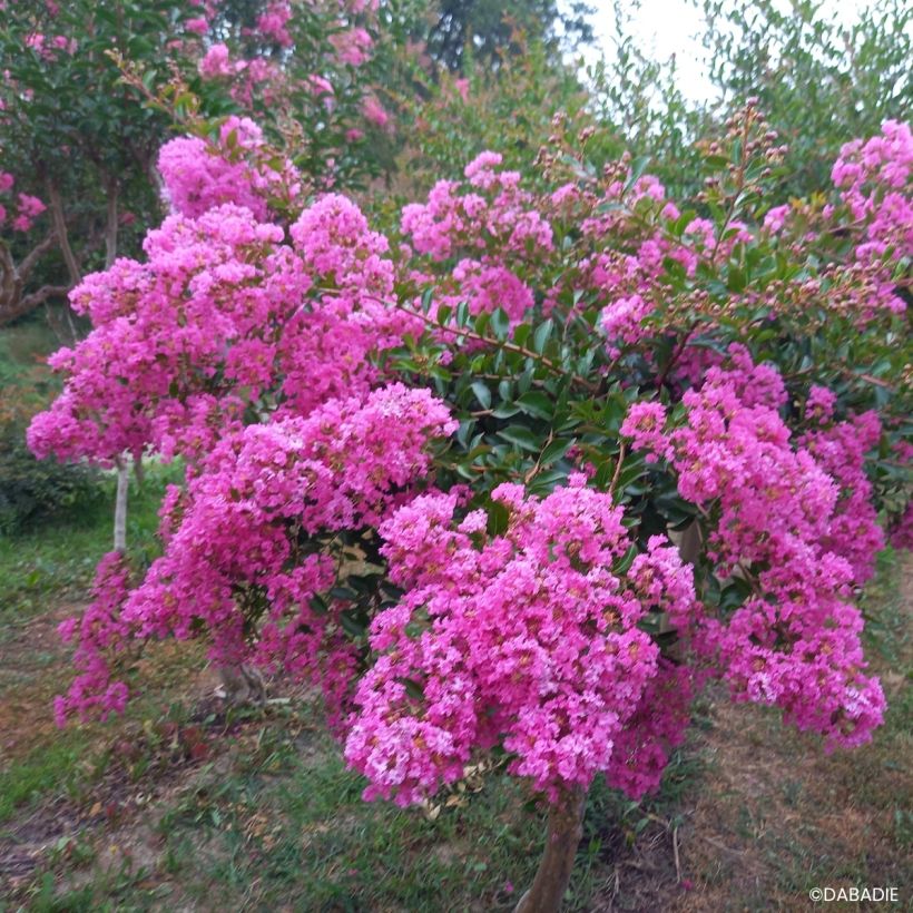 Chinesische Kräuselmyrte Mimie Rose - Lagerstroemia indica  (Wuchs)