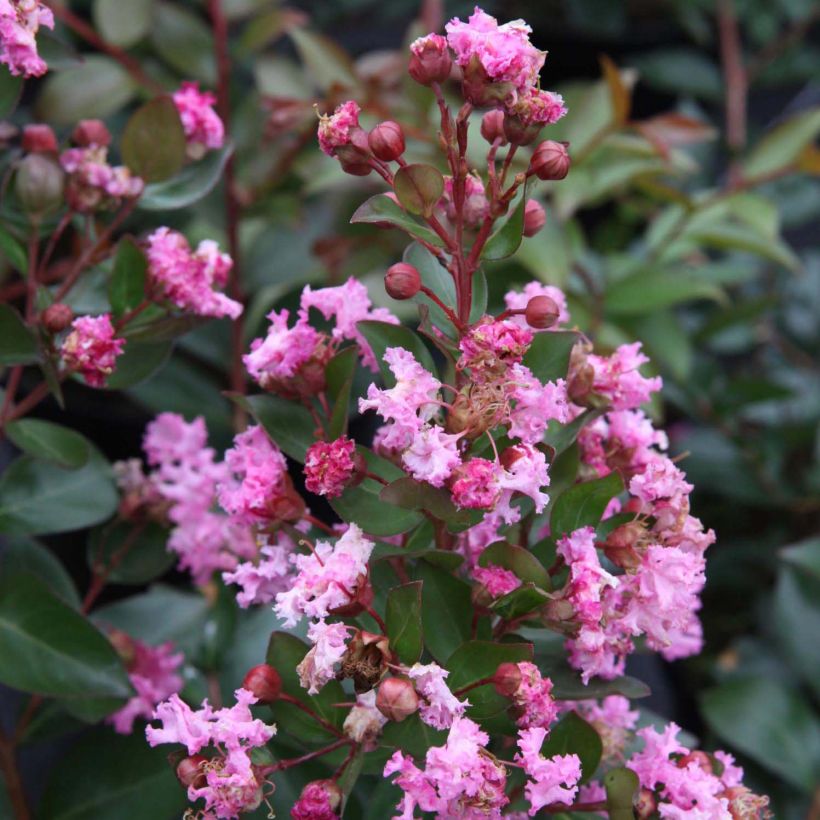 Chinesische Kräuselmyrte Mardi Gras - Lagerstroemia (Flowering)