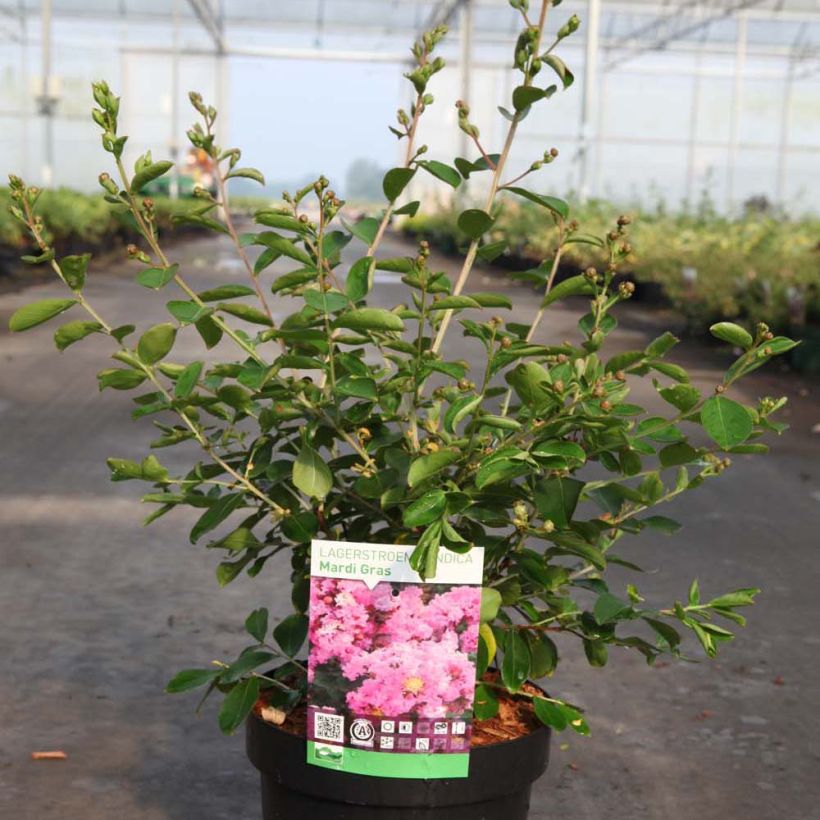 Chinesische Kräuselmyrte Mardi Gras - Lagerstroemia (Plant habit)