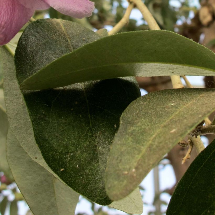 Lagunaria patersonii - Norfolkeibisch (Foliage)