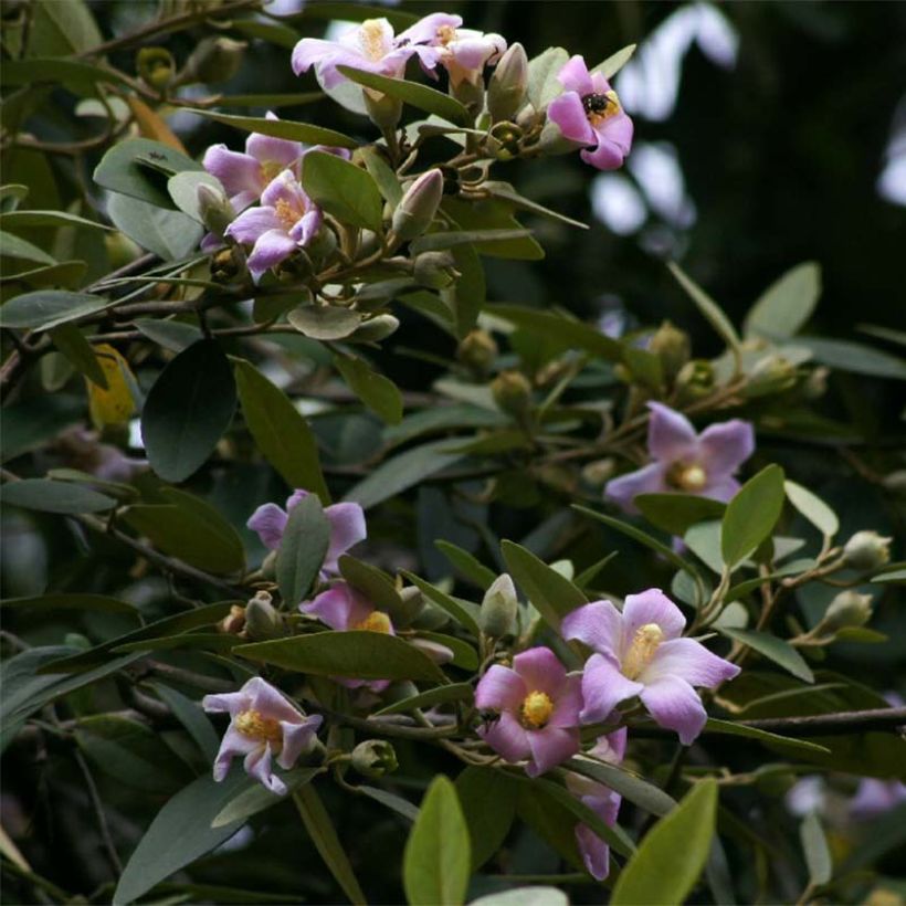 Lagunaria patersonii - Norfolkeibisch (Flowering)