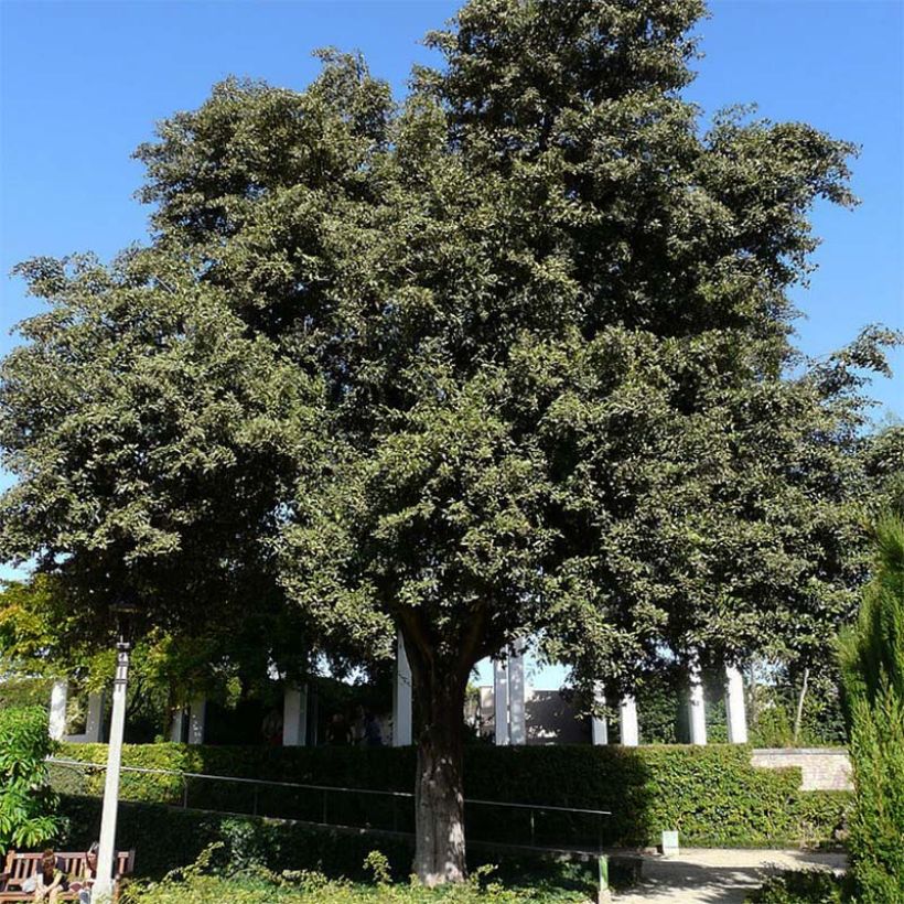 Lagunaria patersonii - Norfolkeibisch (Plant habit)