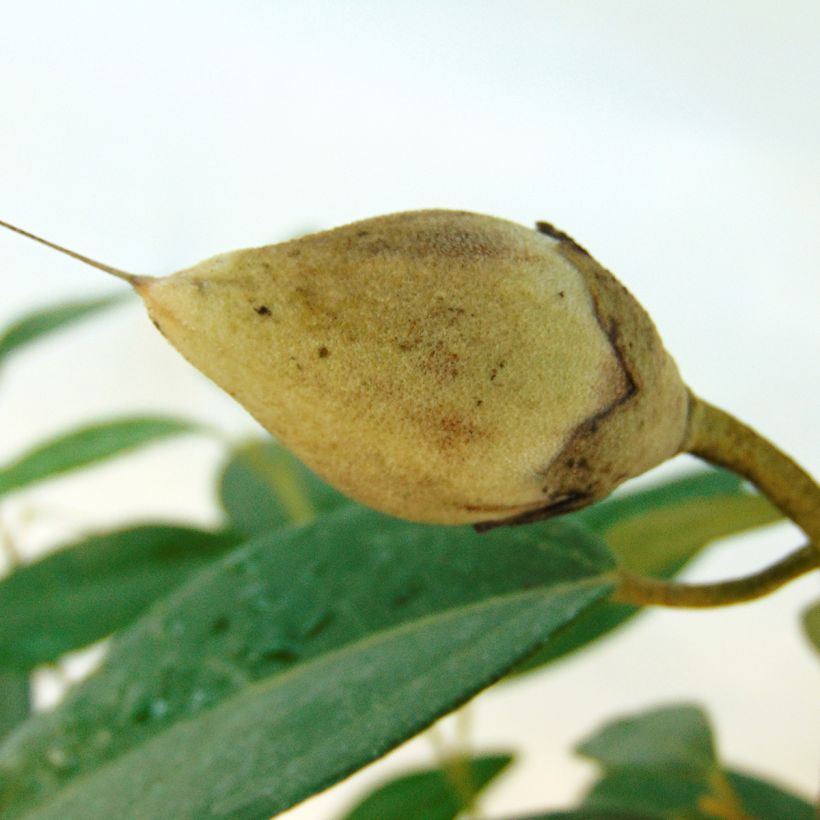 Lagunaria patersonii - Norfolkeibisch (Harvest)