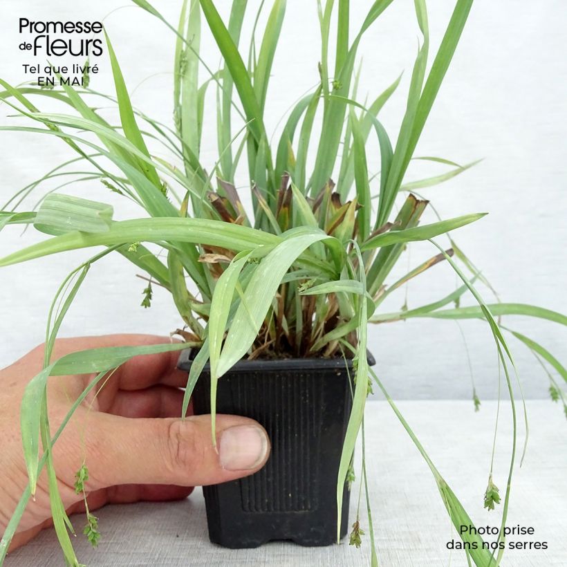 Exemplar von Carex laxiculmis Bunny Blue Kleine Töpfe von 8/9 cm wie im Frühjahr geliefert