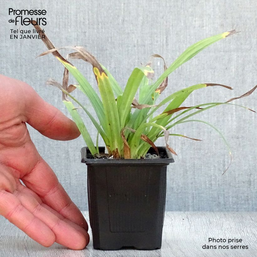 Exemplar von Carex laxiculmis Bunny Blue Kleine Töpfe von 8/9 cm wie im Winter geliefert