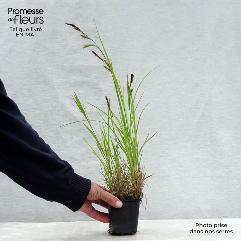 Exemplar von Carex riparia - Ufer-Segge Kleine Töpfe von 8/9 cm wie im Frühjahr geliefert