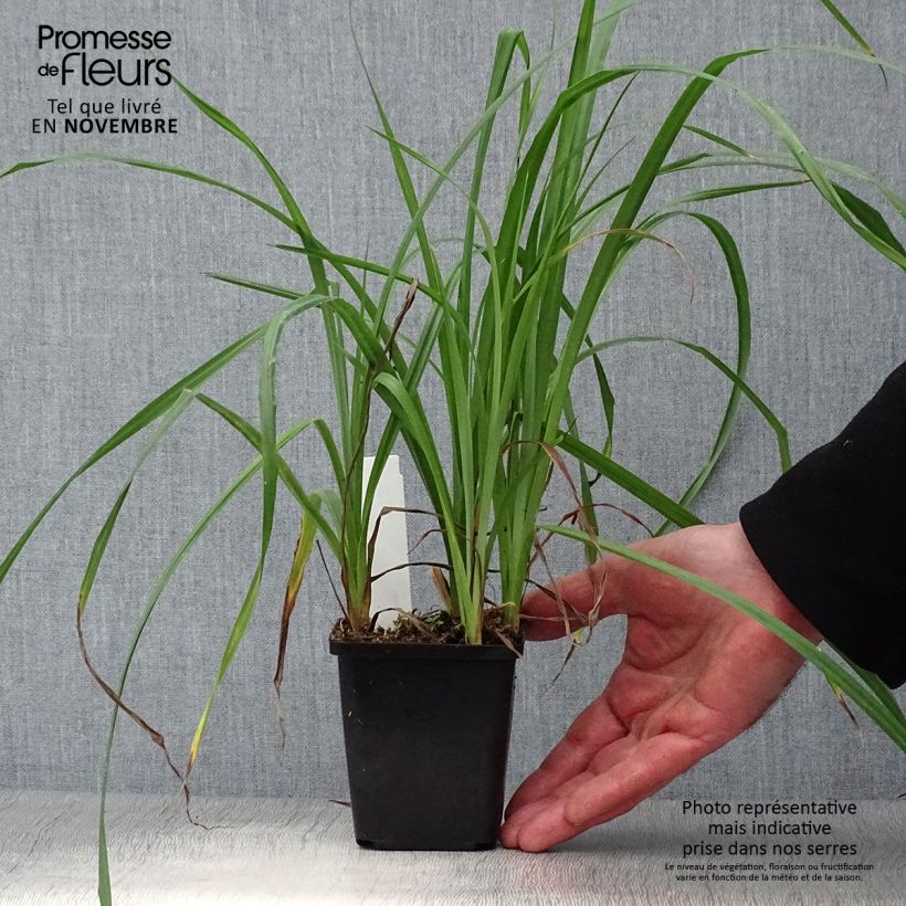 Example of Carex riparia - Ufer-Segge Kleine Töpfe von 8/9 cm as you get in automne