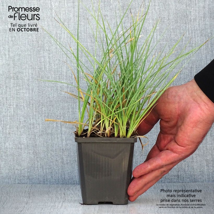 Example of Carex panicea - Hirse-Segge Kleine Töpfe von 8/9 cm as you get in automne