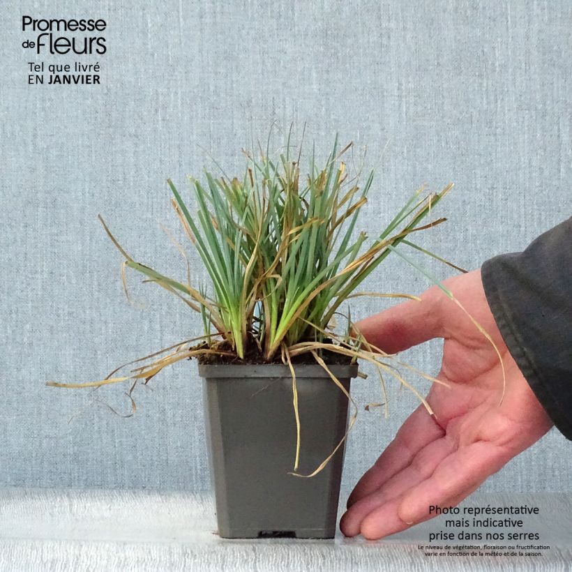 Exemplar von Carex panicea - Hirse-Segge Kleine Töpfe von 8/9 cm wie im Winter geliefert