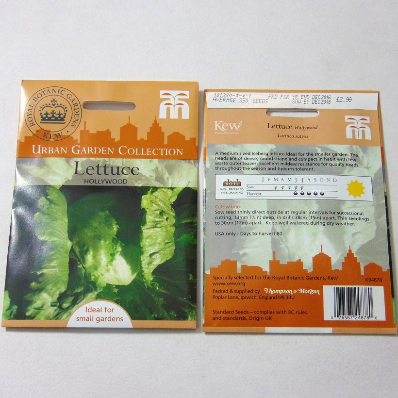 Example of Bataviasalat Hollywood per pack of 350 seeds as you get