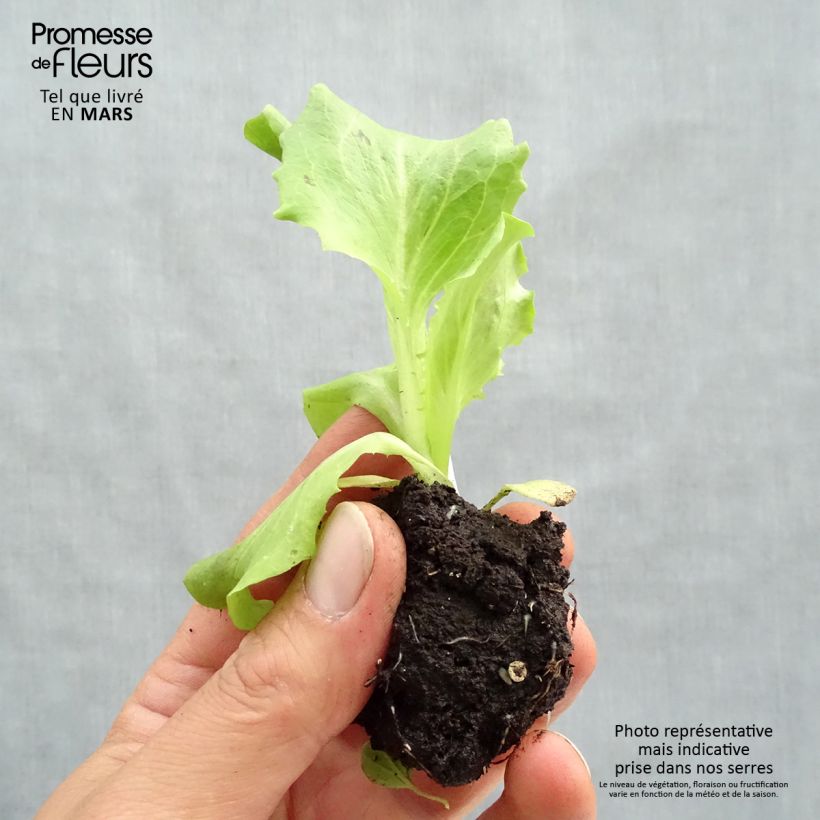 Example of Bataviasalat Kamikaze Wurzelballen 4 cm x 4,5 cm as you get in printemps