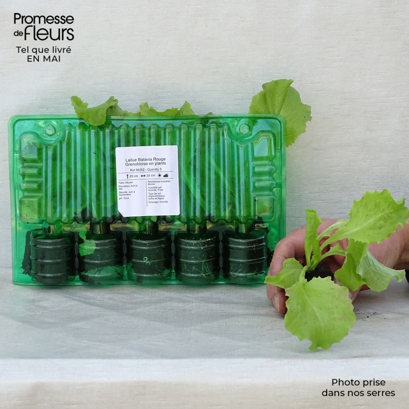Example of Bataviasalat Batavia Rouge Grenobloise Wurzelballen 4 cm x 4,5 cm as you get in printemps
