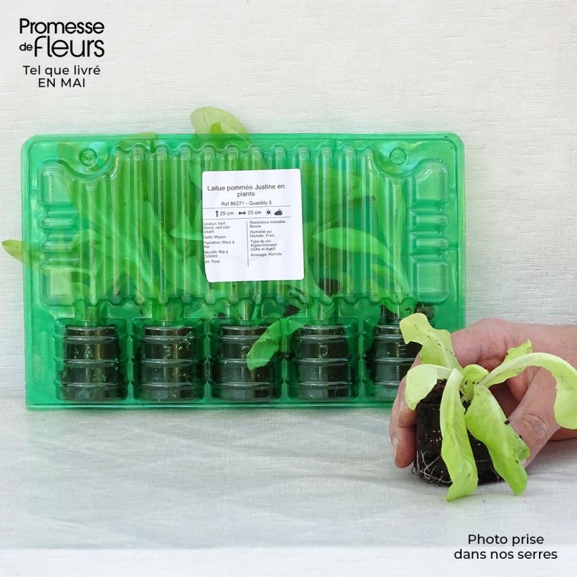 Example of Kopfsalat Justine Wurzelballen 4 cm x 4,5 cm as you get in printemps