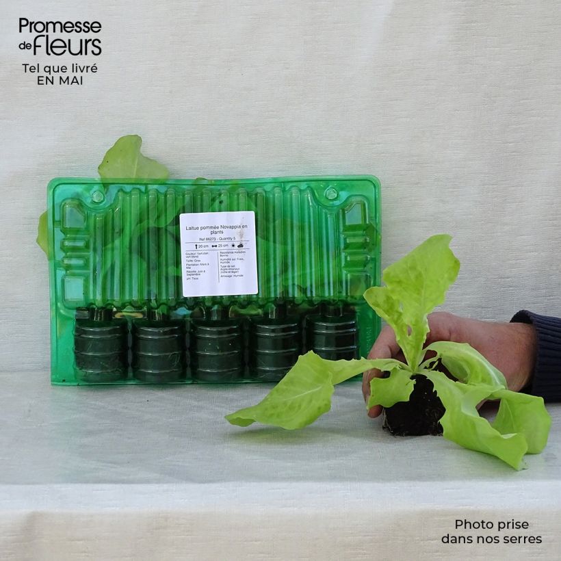 Example of Kopfsalat Novappia Wurzelballen 4 cm x 4,5 cm as you get in printemps