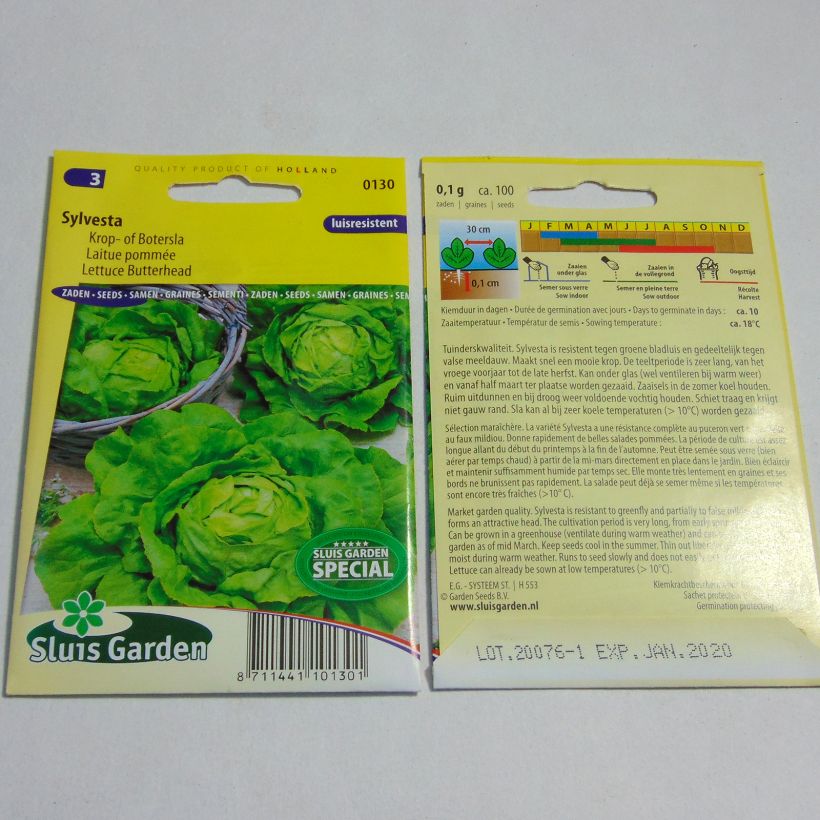 Example of Kopfsalat Sylvesta per pack of 100 seeds as you get