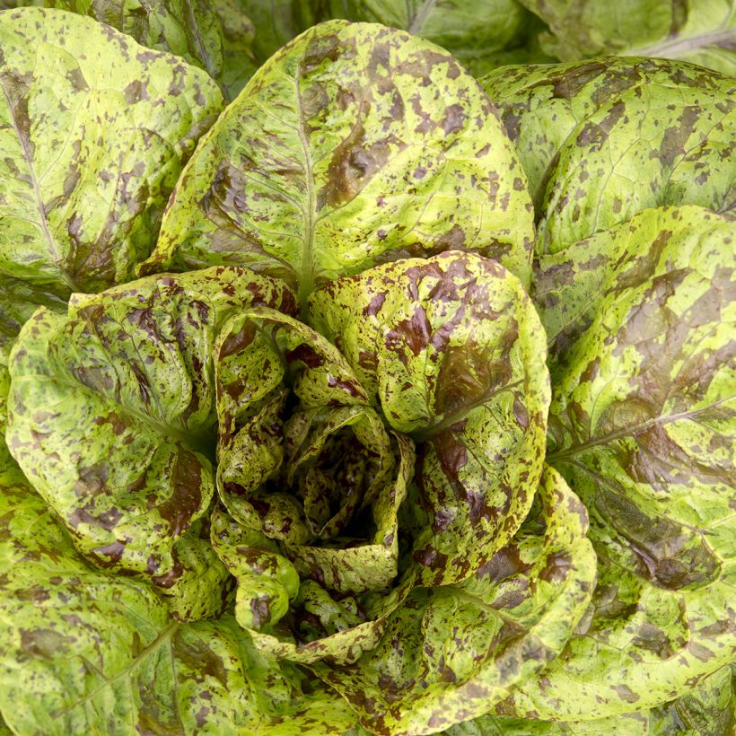Römersalat Romaine Forellenschluss (Foliage)