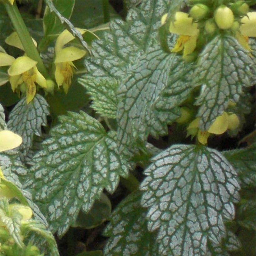 Lamium galeobdolon Hermann's Pride - Gewöhnliche Goldnessel (Foliage)