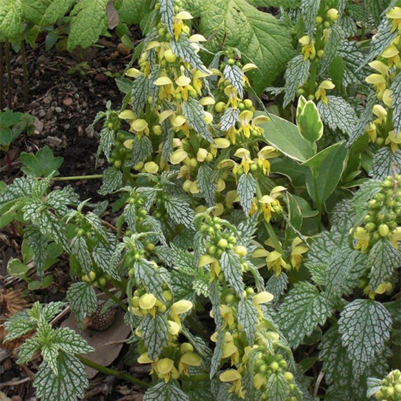 Lamium galeobdolon Hermann's Pride - Gewöhnliche Goldnessel (Flowering)