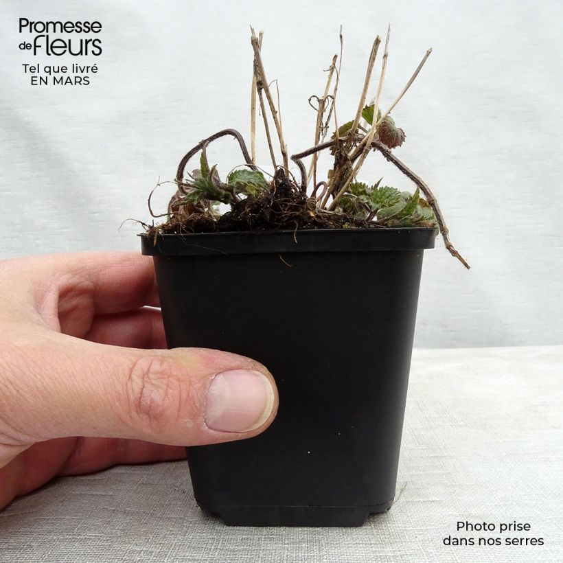 Exemplar von Lamium galeobdolon - Gewöhnliche Goldnessel Kleine Töpfe von 8/9 cm wie im Winter geliefert