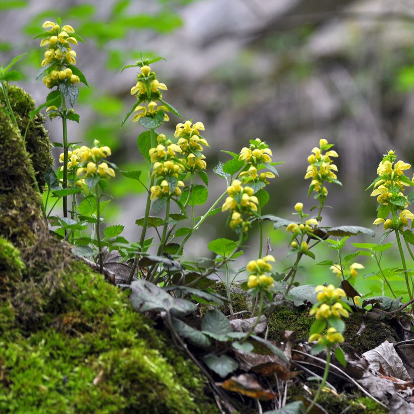 Lamium galeobdolon - Gewöhnliche Goldnessel (Plant habit)