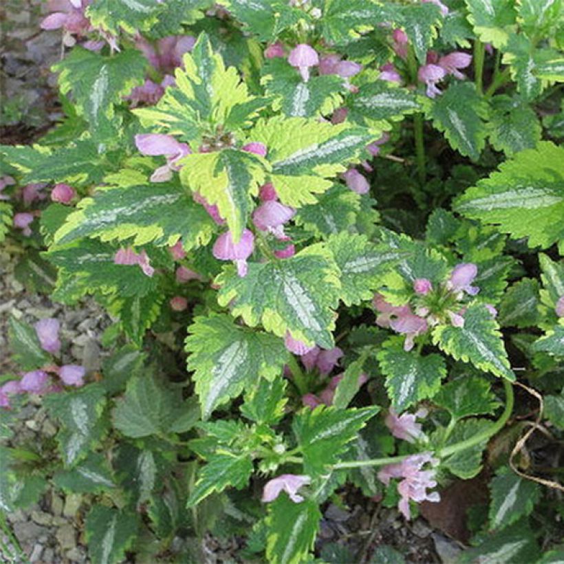 Lamium maculatum Anne Greenaway - Gefleckte Taubnessel (Foliage)
