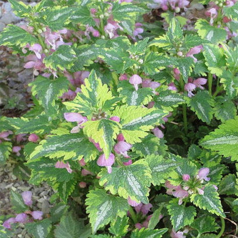 Lamium maculatum Anne Greenaway - Gefleckte Taubnessel (Flowering)