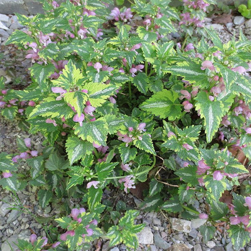 Lamium maculatum Anne Greenaway - Gefleckte Taubnessel (Plant habit)