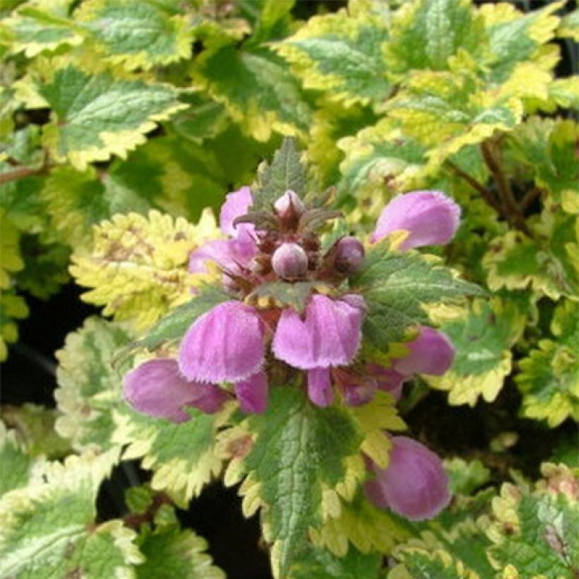 Lamium maculatum Golden Anniversary - Gefleckte Taubnessel (Foliage)