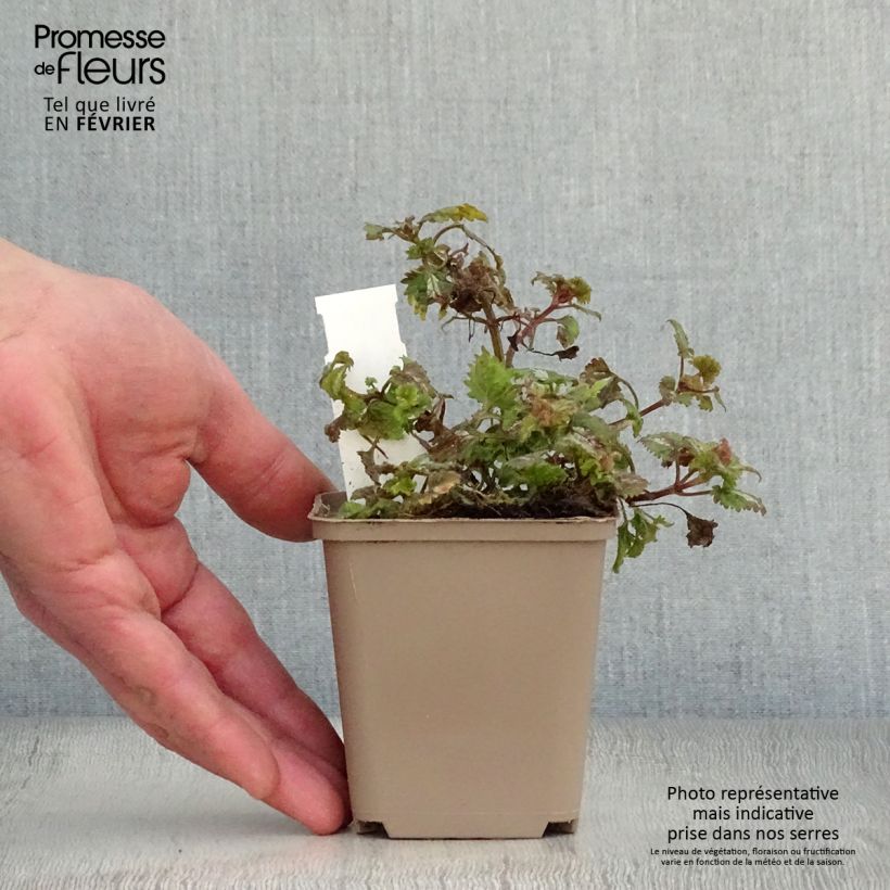 Exemplar von Lamium maculatum Anne Greenaway - Gefleckte Taubnessel Kleine Töpfe von 8/9 cm wie im Winter geliefert