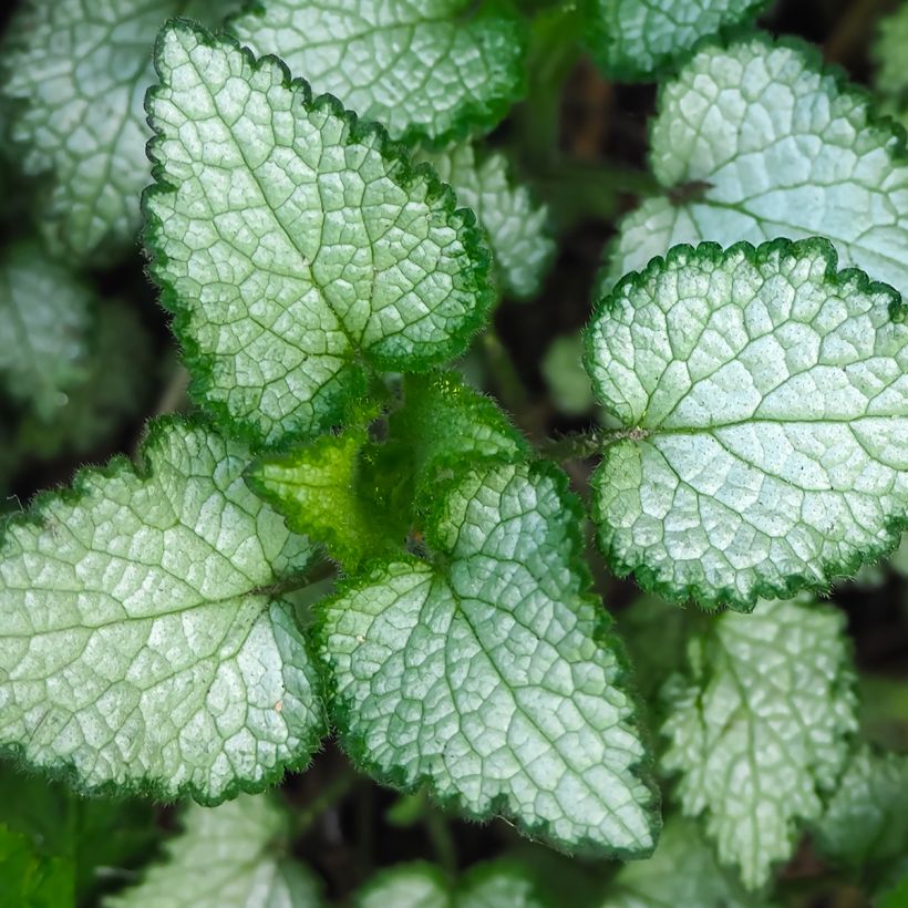 Lamium maculatum Beacon Silver - Gefleckte Taubnessel (Foliage)
