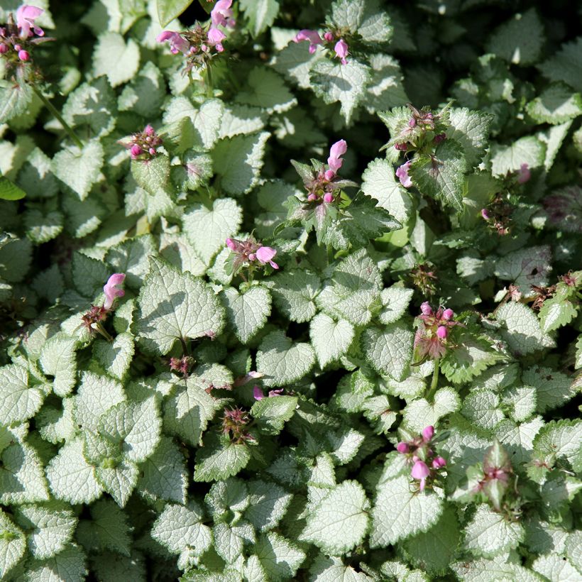 Lamium maculatum Beacon Silver - Gefleckte Taubnessel (Plant habit)