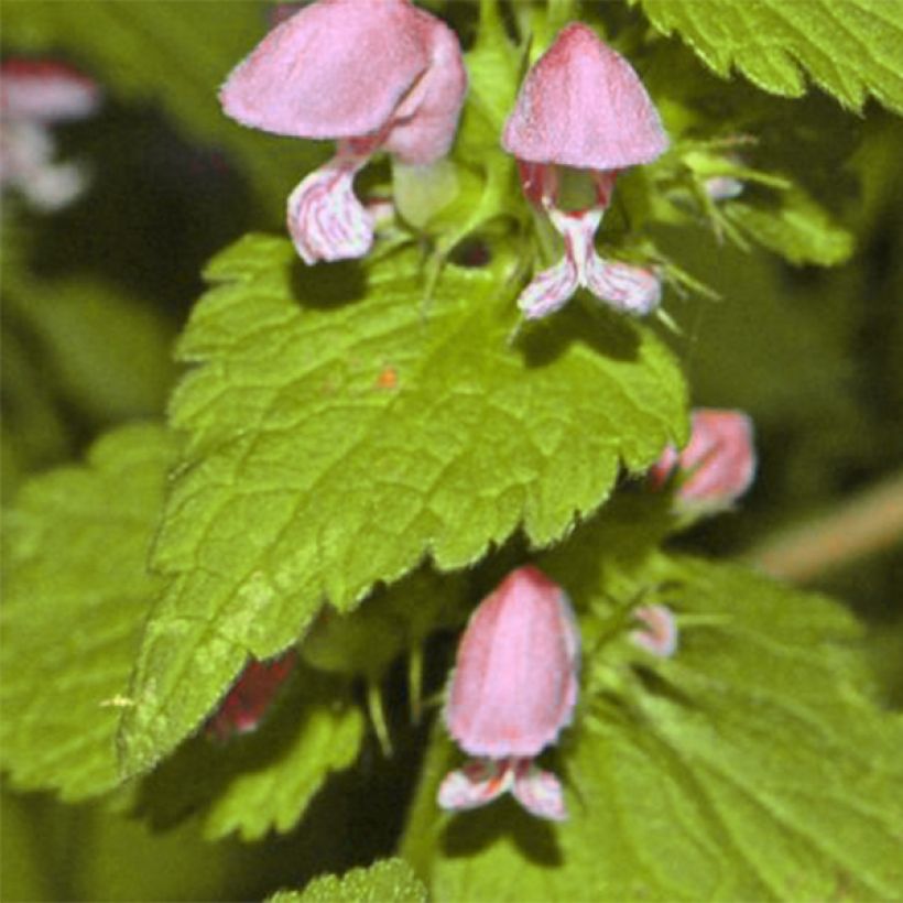 Lamium maculatum Cannon s Gold - Gefleckte Taubnessel (Foliage)