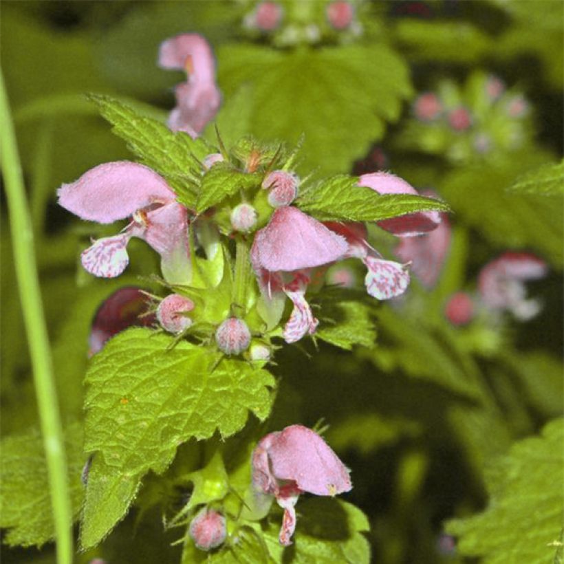 Lamium maculatum Cannon s Gold - Gefleckte Taubnessel (Flowering)