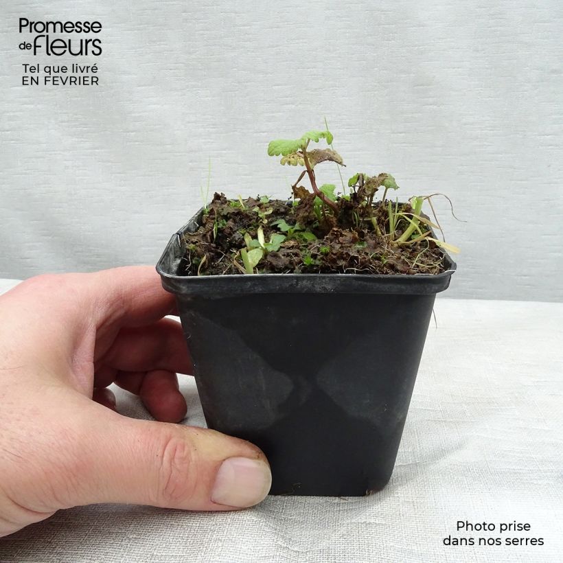 Example of Lamium maculatum Cannon s Gold - Gefleckte Taubnessel Kleine Töpfe von 8/9 cm as you get in hiver
